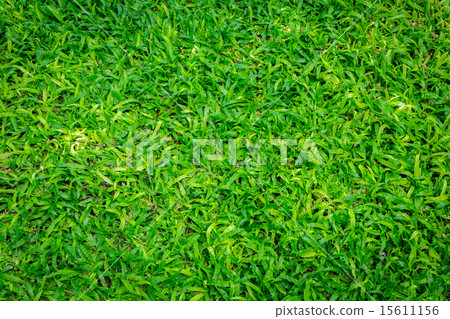 Close-up image of fresh spring green grass 15611156