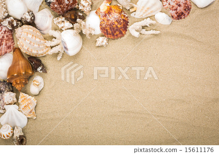 Sea shells on beach sand . Summer background 15611176