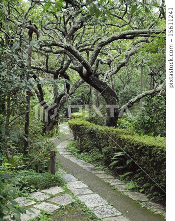 Japanese garden 15611241