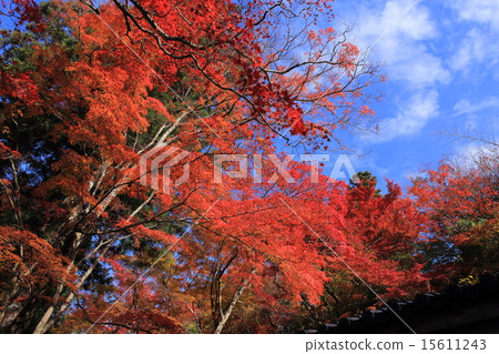 Autumn leaves of Arima Onsen · Zuisha Temple Park 15611243