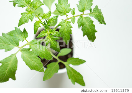 Tomato seedlings (Saturn) Tomato seedlings (Saturn) 15611379