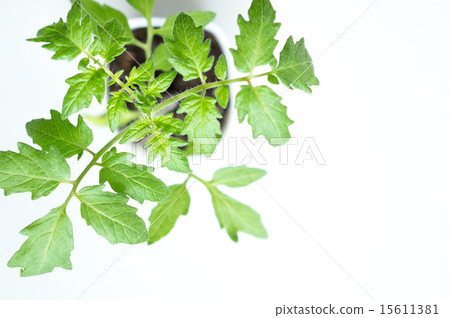 Tomato seedlings (Saturn) 15611381