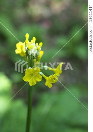 粳稻報春 15611414