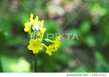 粳稻報春 15611415