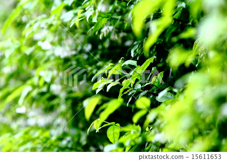 Freshy Green Freshy Green 15611653