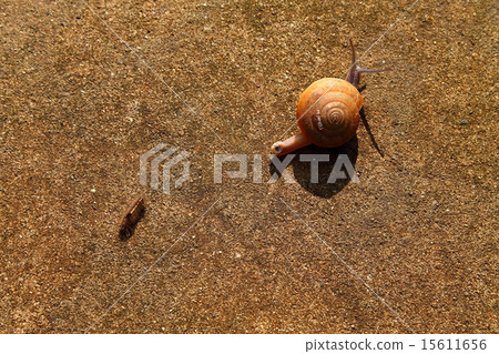 Little snail 15611656