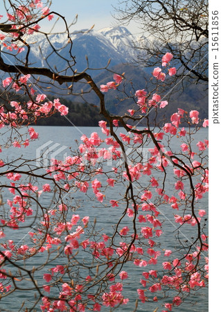 Akashira azalea and Nikko Shirane volcano at the bank of Lake Chuzenji 15611856
