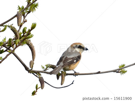 Young chickens in spring mountains 15611900