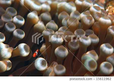 Anemone fish baby 15611962