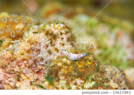 Nuushi Nuushi 15611963