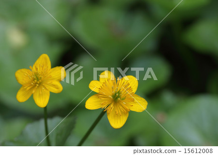 Flower of Enkou 15612008