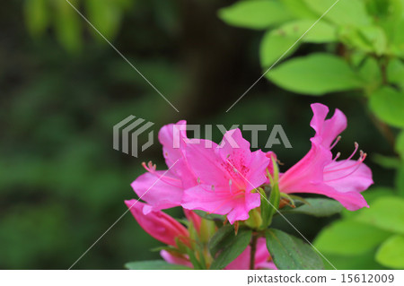 Miyako Azalea的花 15612009