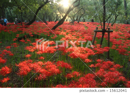 紅地毯-1 15612041