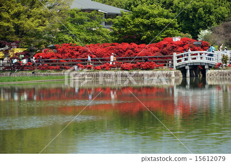 Kirishima azalea in full bloom in Nagaokakyo 15612079