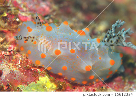 競爭豇豆 15612384