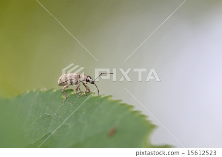 Cashews Cut Butterflies 15612523