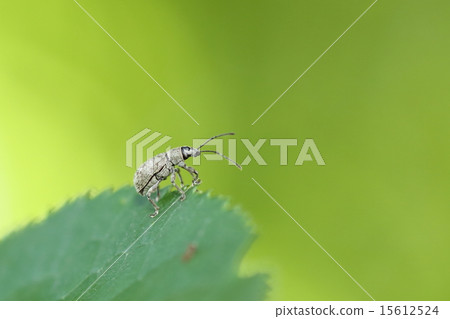 Cashews Cut Butterflies 15612524