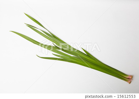 Iris for iris water Iris for iris water 15612553