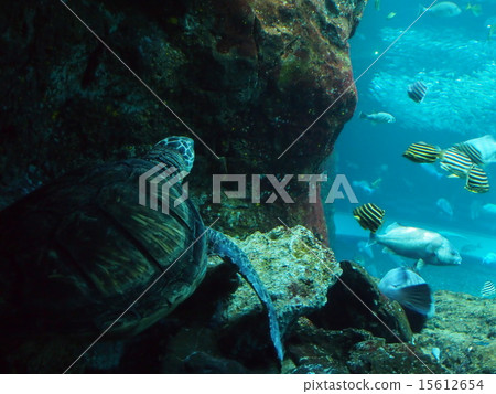 A world of turtles 15612654