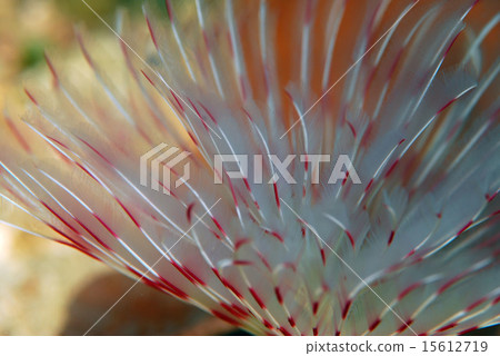 水下花 15612719