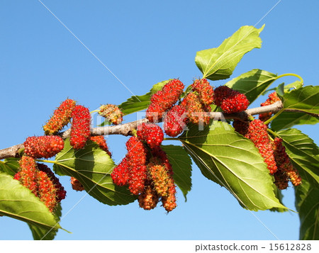 桑果 桑果 15612828