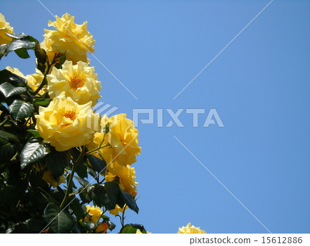 Blue sky and yellow roses Blue sky and yellow roses 15612886