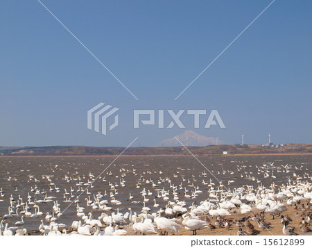 天鵝在稚內大沼 15612899