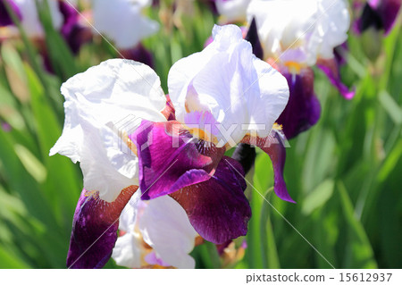 German iris 15612937