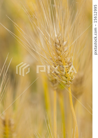 Barley Barley 15612995