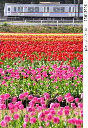 Sakura Tulip Festa和京成線 15613098