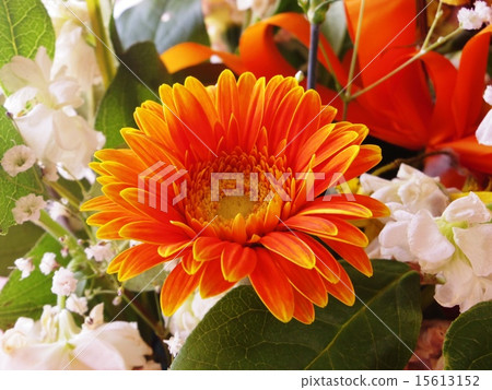 橙色的非洲菊 15613152