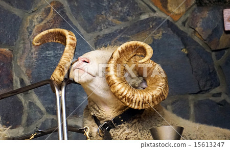 Doll set horn sheep Doll set horn sheep 15613247