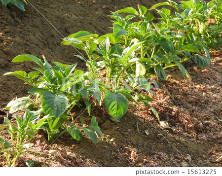 種植後約90天,可以在相對短的時間內收穫馬鈴薯。 種植後約90天,可以在相對短的時間內收穫馬鈴薯。 15613275