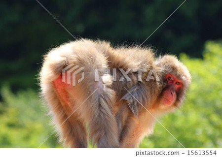 一隻猴子 15613554