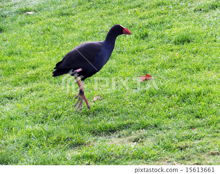 Pukeko bird of a flying bird that can walk in the park 2 15613661