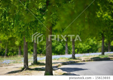 Shiga Agricultural Park Blume Hill 15613693