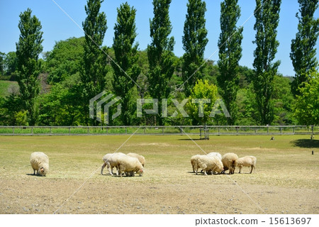 Shiga Agricultural Park Blume Hill 15613697