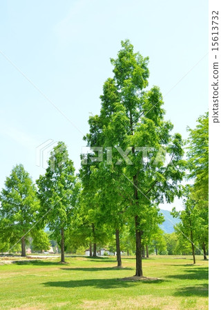 Shiga Agricultural Park Blume Hill 15613732