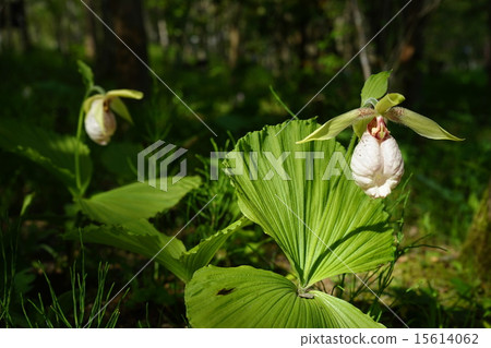 五月花甲蟲和長矛家庭31 五月花甲蟲和長矛家庭31 15614062