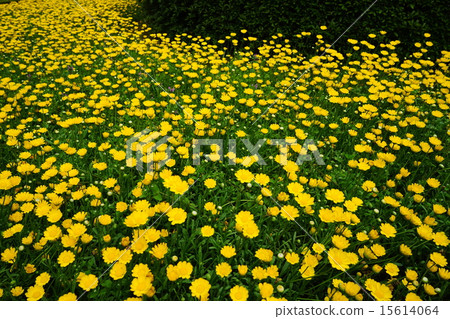 五月花菊花,鼠尾草,菊科21北極 五月花菊花,鼠尾草,菊科21北極 15614064
