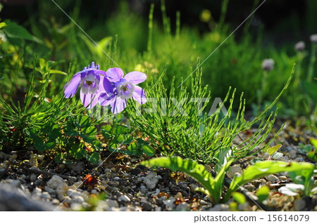 May Flower Miyama Odamaki·Buttercup家族07 15614079