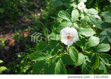 可能花Yamasakiyaku·Buttercup家庭12 15614080