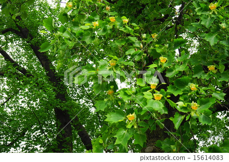 May flower birds and magnolia 116 15614083