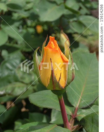 Rose Inca Rose Inca 15614266