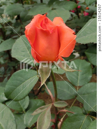 Rose Catherine du Nave Rose Catherine du Nave 15614267