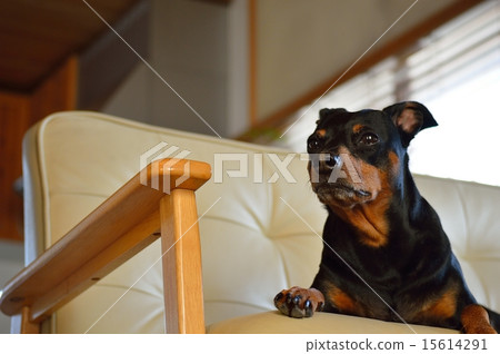 Rikkusu dog 15614291