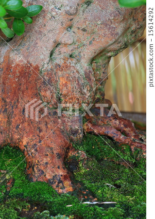 Name tree of Satsuki Name tree of Satsuki 15614292