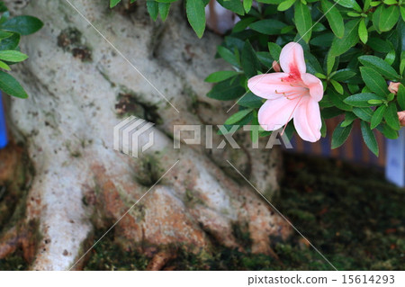 Name tree of Satsuki 15614293