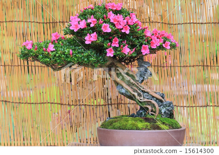 Name tree of Satsuki 15614300