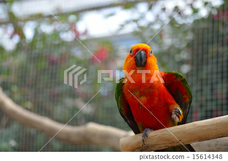 Kokane墨西哥長尾小鸚鵡 15614348